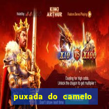 puxada do camelo jogo do bicho